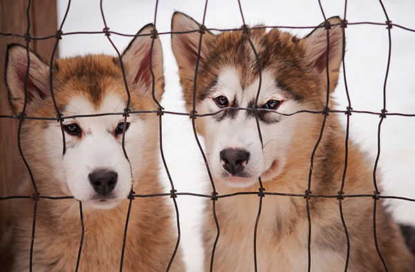 Inuit sled dogs show no European heritage, reports a new study.