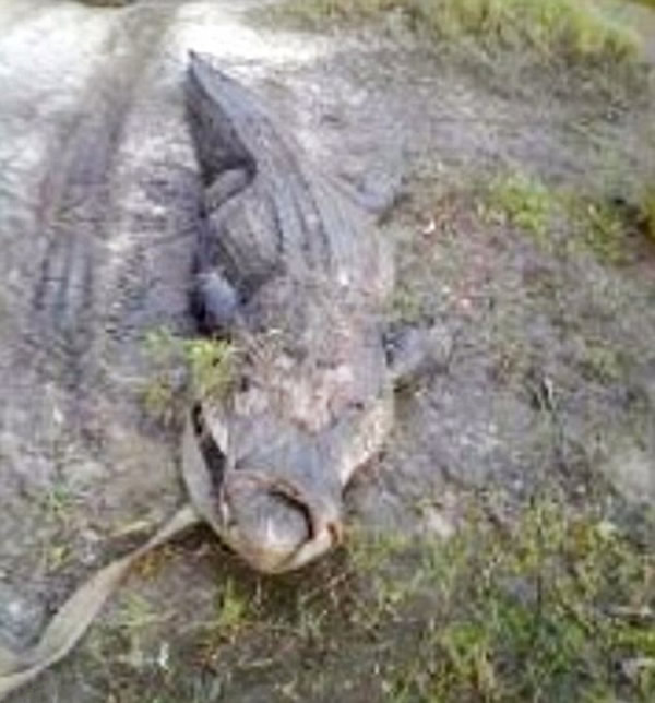 �������������һ������ɭ�ֹ�԰��������Ϯ���¼�