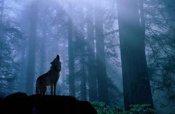 月亮圆缺周期与动物行为之间的关系