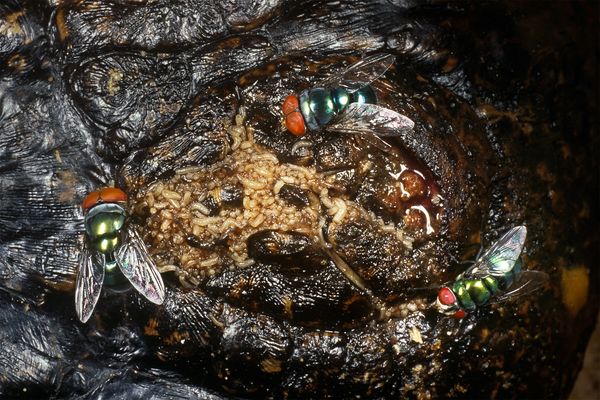 An Oriental latrine fly feeds on the body of a dead alligator.