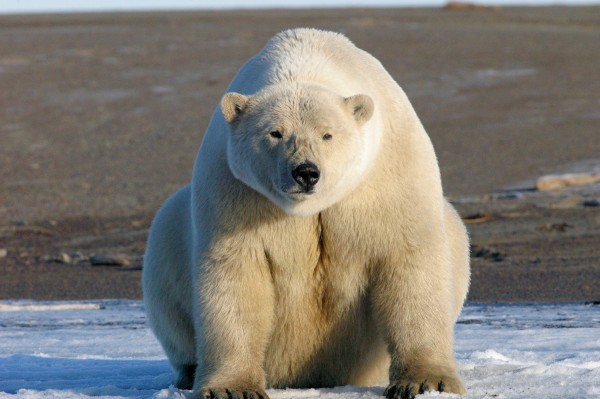 A young polar bear comes to shore during the summer in northern Alaska.