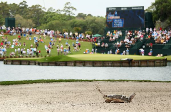 A turtle kicks up sand in a bunker on the 16th hole during THE PLAYERS Champions