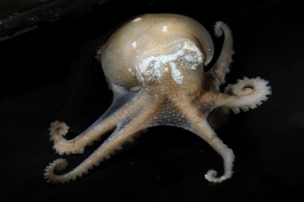 A Pareldone charcoti octopus caught near the South Orkney Islands. Photograph by