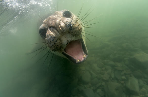 Underwater view of an elephant seal (Mirounga leonina) opening mouth in shallows