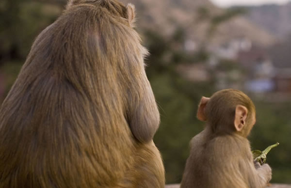 A monkey and her baby in Jaipur, India.