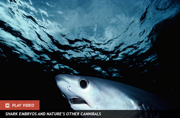 Sharks Slap Fish to Death