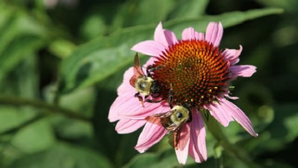 ���ԷǶԳ��Ե����۷��Ϊ��Ʋ��