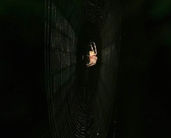 昆虫在拍打翅膀时可产生一定量的正电荷,其或可与蜘蛛网产生相互作用,导致昆虫被蜘蛛网“吸”走