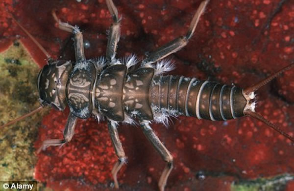 �о���Ա��Ҫ������ʯӬ����������ֱ�Ӵ�ˮ���ȡ��������ˮ����������ȿ������ٵö�