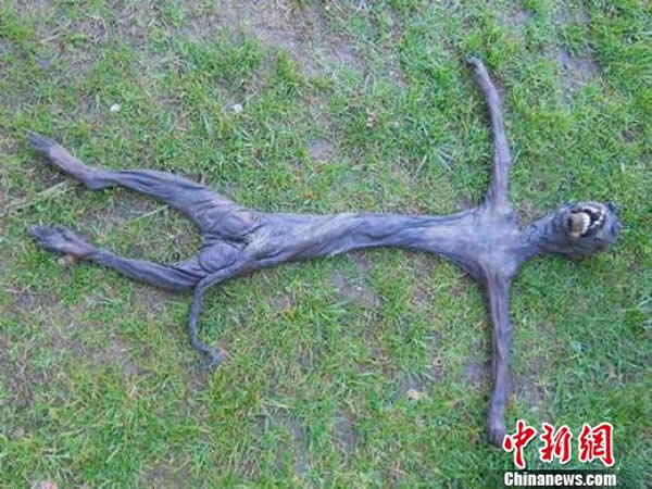 南非自然谷出现一具不明生物遗体