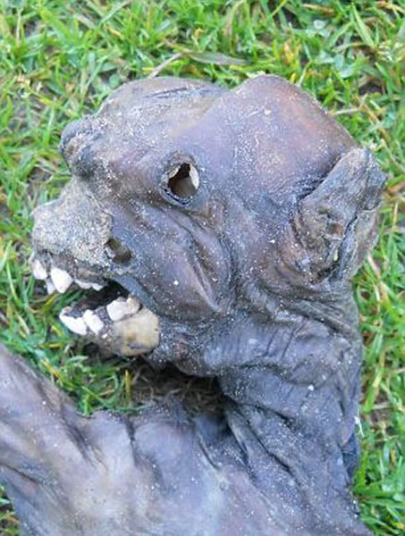 南非自然谷出现一具不明生物遗体