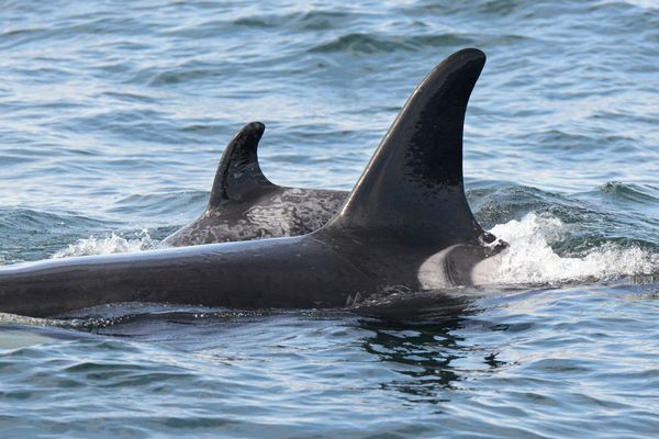 Springer swims with her baby recently in British Columbia.