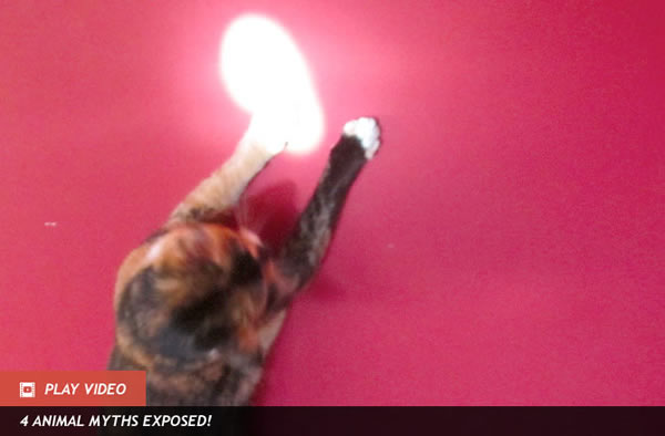 Why Do Cats Go Nuts for Lasers?