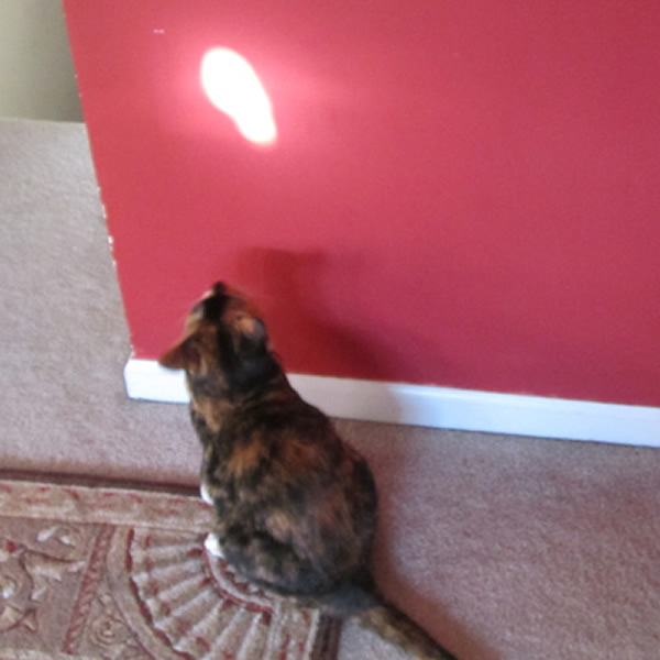 Why Do Cats Go Nuts for Lasers?