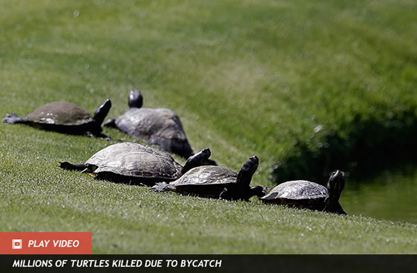 Why Turtles Love Golf