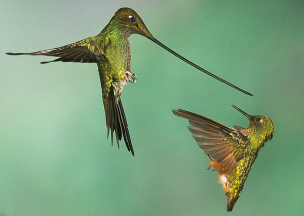 ��������񡰴�ս���������