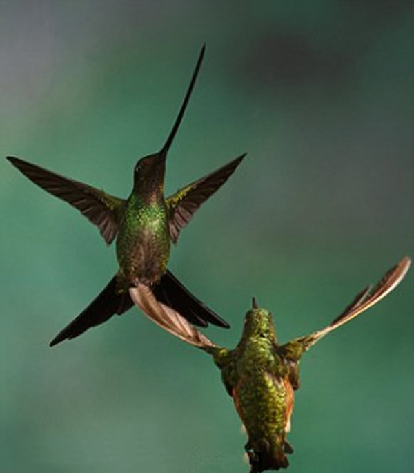 ��������񡰴�ս���������