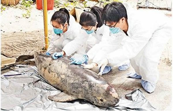 香港鲸豚专家在下长沙泳滩检验江豚尸体,发觉它生殖器长了一个纤维瘤。