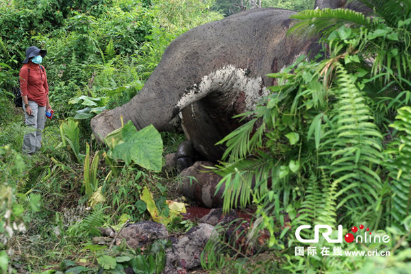 ӡ�����Ŵ�������ɱ������͵��