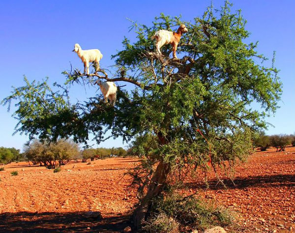 ��������ɽ��Ħ��磩