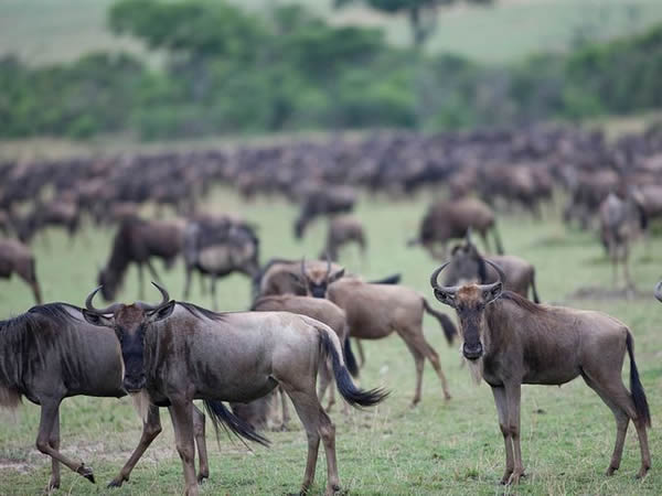 ��Ǩ�㣨̹ɣ���ǵ����׸ǵٹ��ҹ�԰�������ǵ�Maasai Mara Game�����أ�