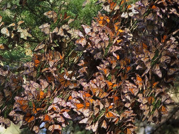 ������ߵ���Ǩ�ƣ������������ݡ����������ݺ�ī���磩