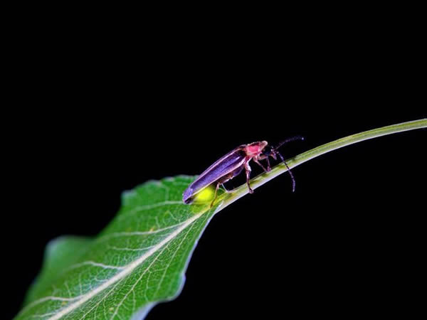 ͬ������ө��棨��������ɽ���ҹ�԰��