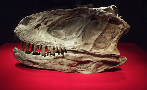 上游永川龙头骨化石