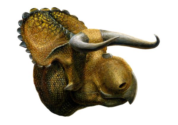 An illustration shows how Nasutoceratops titusi may have looked.