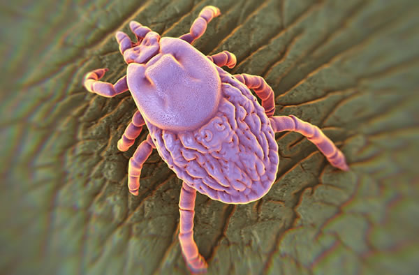 A close up view of a tick (Ixodes), an ectoparasite that lives on the blood of m