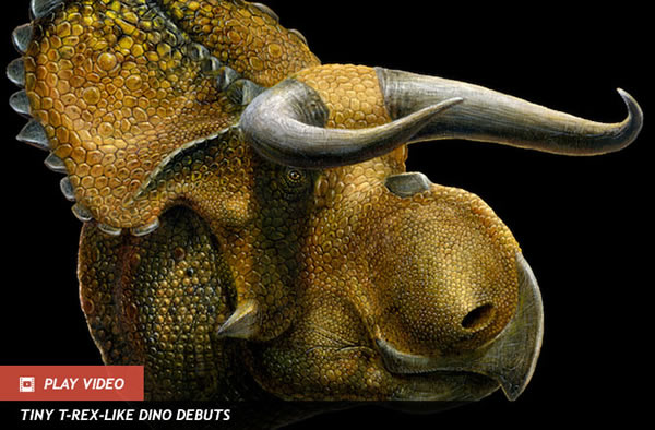Dino With Huge Nose and Horns Unearthed in Utah