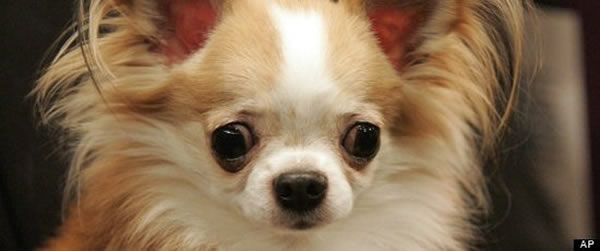 最新研究发现美洲狗物种起源可追溯到亚洲