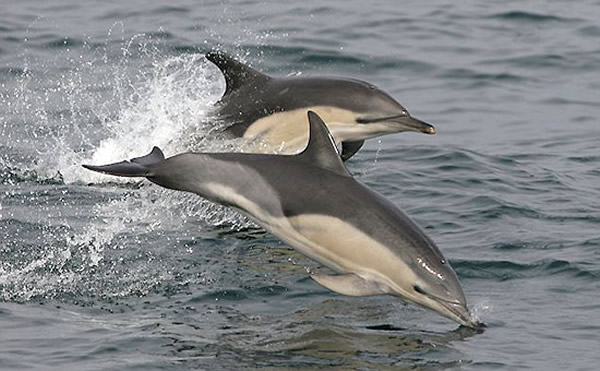 �³��Լ���ˮ�����౻������ʢ���������������ġ����֡�ˮ��