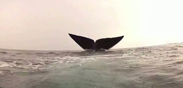 美国渔夫舍命跳海救鲸鱼