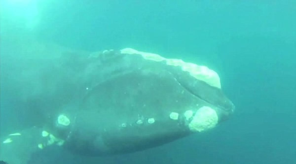 美国渔夫舍命跳海救鲸鱼