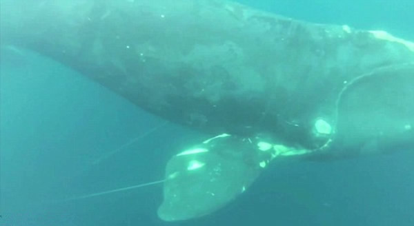 美国渔夫舍命跳海救鲸鱼