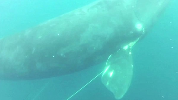 美国渔夫舍命跳海救鲸鱼