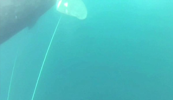 美国渔夫舍命跳海救鲸鱼