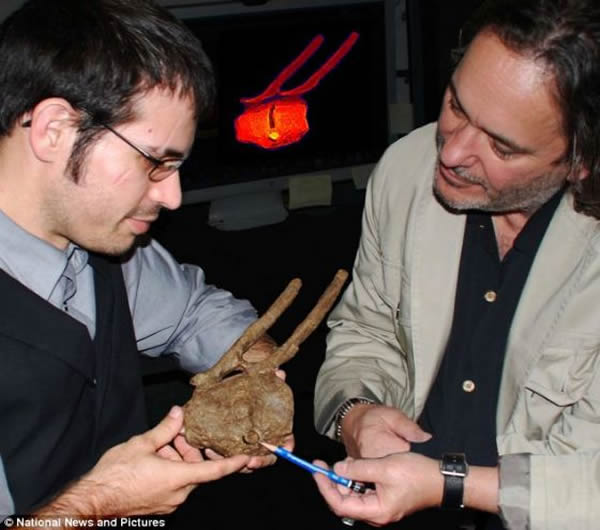 ��һֻѼ������β�ǻ�ʯ�У���������˹�ݴ�ѧ�Ŀ�ѧ�ҷ���һ�ų��Ƚӽ�4���׵İ��������ݣ�����Լ6500���ꡣ��һ����֤���������Ƿǳ������Ĳ�ʳ�ߣ������������ʳ