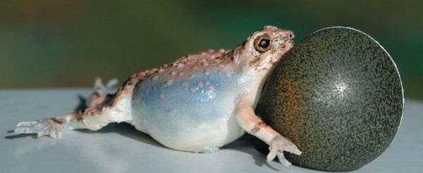 A robotic frog inflates its vocal sac in order to attract female Tungara frogs