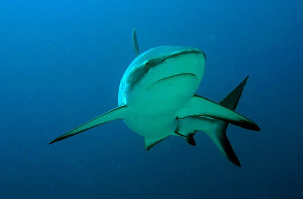 Reef sharks, like the grey reef shark pictured  