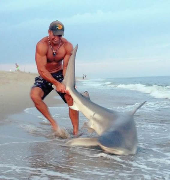 Elliot Sudal grabs a sandbar shark on a Nantucket beach.