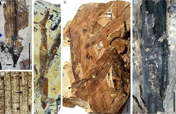 三章田竹子化石。1-3,Bambusium angustifolia;4,Bambusium latifolia;5,Bambusiculmus angustu