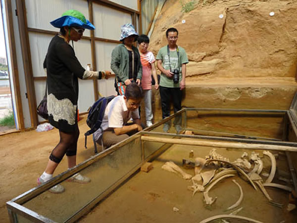 张兆群研究员与应敏,刘雅文副局长查看乌兰木伦遗址下部地层出土的披毛犀骨架化石