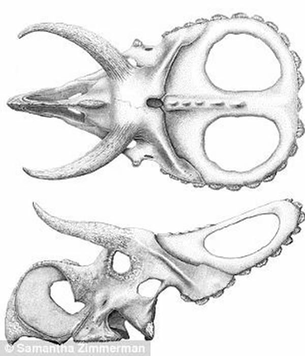 美国发现7600万年前新种恐龙化石——“大鼻角龙”