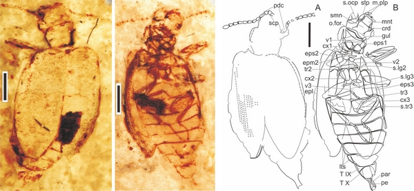 ٪�޼׻�ʯ���ṹͼ