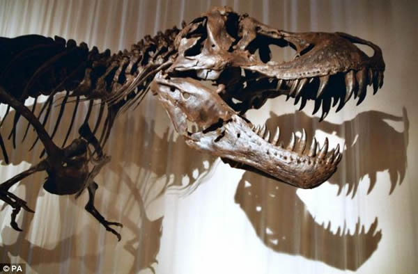 Australian scientists believe that dinosaurs such as the Tyrannosaurus Rex (pict
