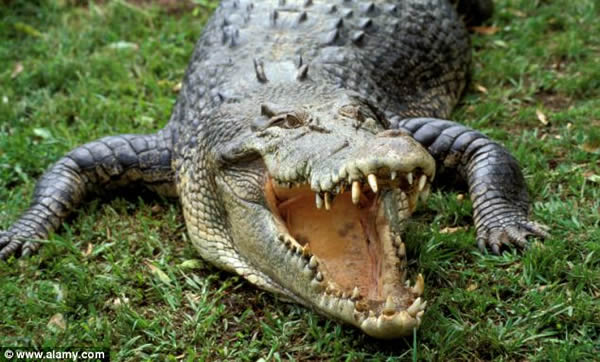 Cold blooded crocodiles lack the power for exercise and the endurance that are e