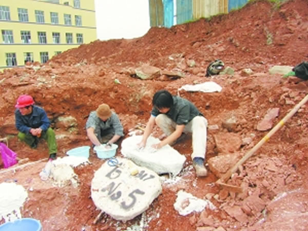 丽水寻“龙”记