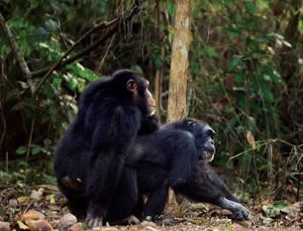 �����ɽ��������صĽ�����Ϊ